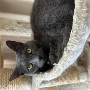 Lost Cat Jack