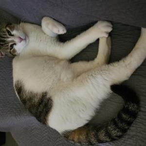 Image of Unknown, Found Cat