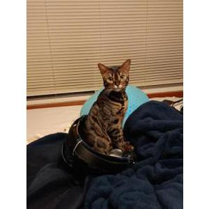 Lost Cat Poyo
