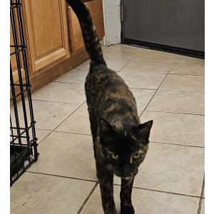 Image of Bellatrix, Lost Cat