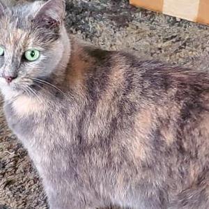 Image of Moonbeam, Lost Cat