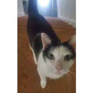 Lost Cat Brave Jenna