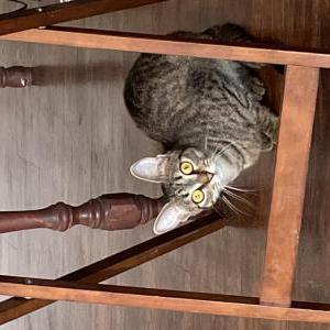 Lost Cat Shai