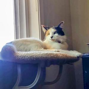 Image of Lily, Lost Cat