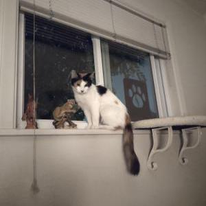 2nd Image of Lily, Lost Cat