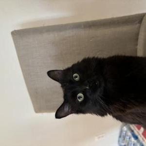 Lost Cat coop