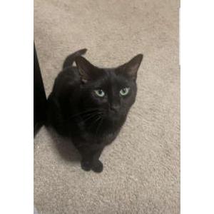 Lost Cat Seabass