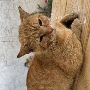Lost Cat Scar