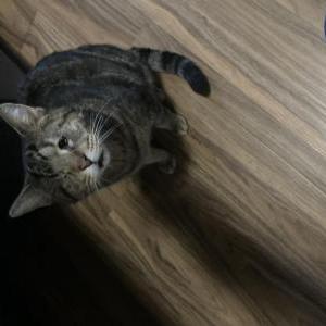 Lost Cat Tank