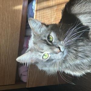 Image of Barry, Lost Cat