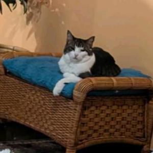 Lost Cat Baby