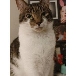 Image of Gizmo, Lost Cat