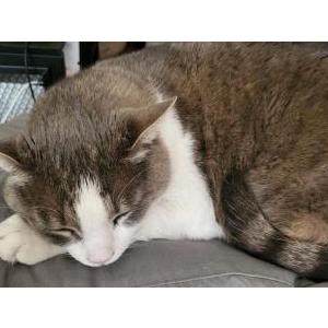 2nd Image of JACK, Lost Cat