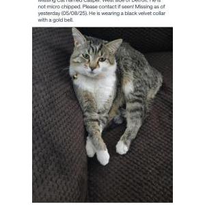 Image of Casper, Lost Cat