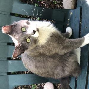 Found Cat Unknown