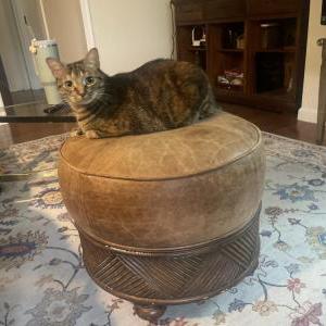 Image of Nova, Lost Cat