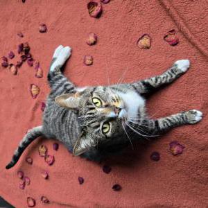 Image of Bambam, Lost Cat