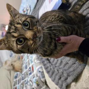 Lost Cat Cupid
