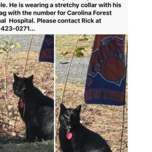 Lost Cat TOBY