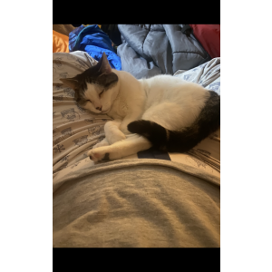 Lost Cat Charlotte