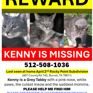 Lost Cat Kenny