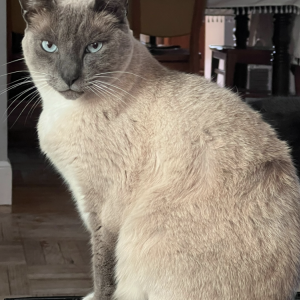 Image of Frosty, Lost Cat