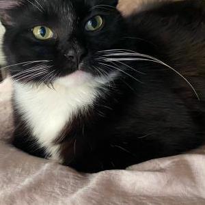 Lost Cat Spliffy