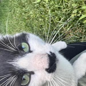 Lost Cat Unknown