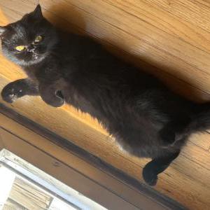 Image of M?, Lost Cat