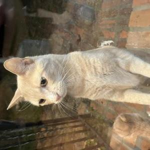 Found Cat Unknown