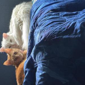 Image of Garfield, Lost Cat