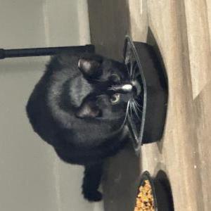 Lost Cat Socks