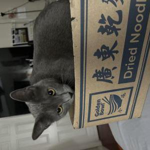 Lost Cat Stormi