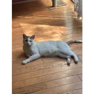 Lost Cat Kitty