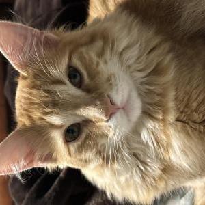 Image of Jin, Lost Cat