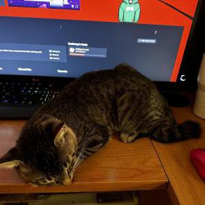 Image of Bobby, Lost Cat