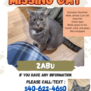 Lost Cat Zabu