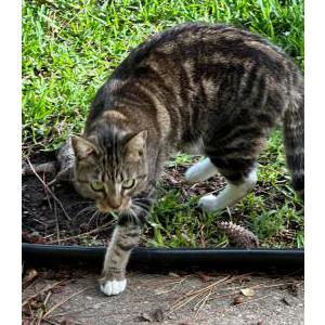 Image of Beefers or “Bee”, Lost Cat