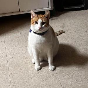 Lost Cat Kiwi