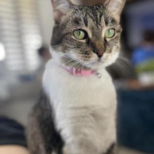 Image of Kitty, Lost Cat