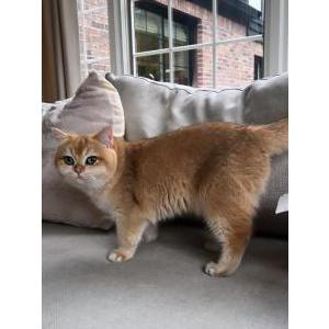 Lost Cat Maya