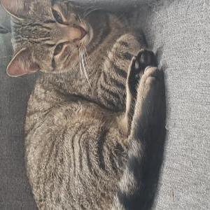 Found Cat Unknown