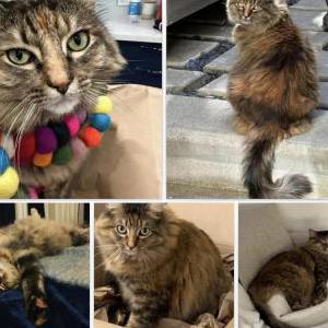 Image of Biscuit, Lost Cat