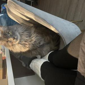 Image of Piper, Lost Cat