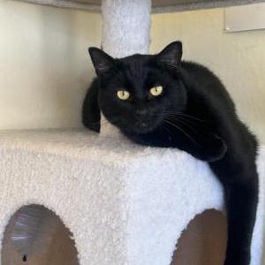 Image of Gucci, Lost Cat
