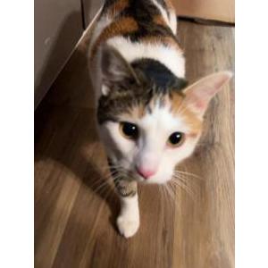 Lost Cat Ellie