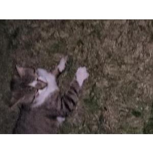 Lost Cat Tiger