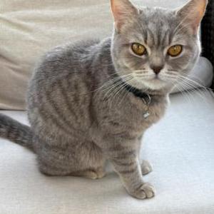 Image of Unknown, Found Cat