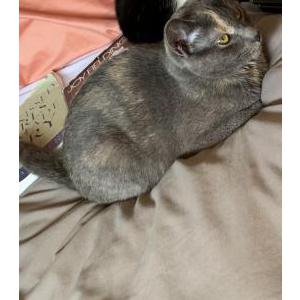 Lost Cat Chanel