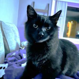 Lost Cat Binx